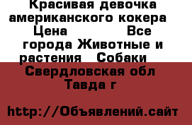 Красивая девочка американского кокера › Цена ­ 35 000 - Все города Животные и растения » Собаки   . Свердловская обл.,Тавда г.